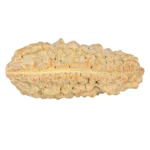 1 Mukhi Rudraksha 37.5mm 5.92gm - Rudraksha back