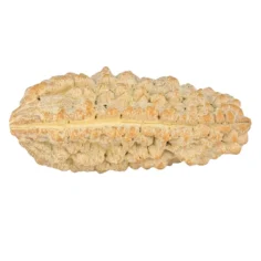 1 Mukhi Rudraksha 37.5mm 5.92gm - Rudraksha back