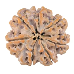 7 Mukhi Rudraksha 27.4mm 7.16gm - Rudraksha back