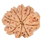 8 Mukhi Rudraksha 24.1mm 3.89gm - Rudraksha back