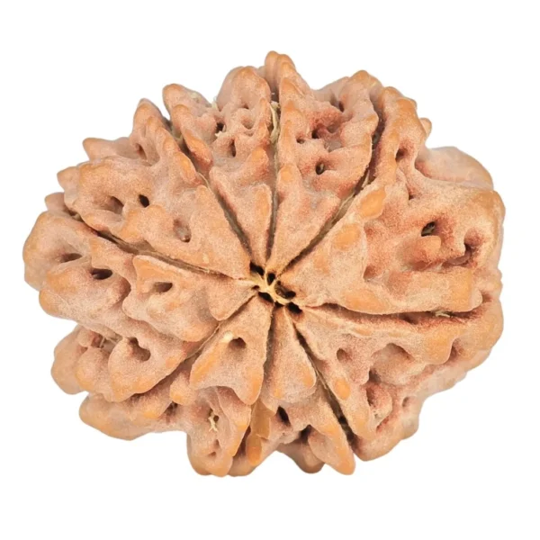 8 Mukhi Rudraksha 24.1mm 3.89gm - Rudraksha back