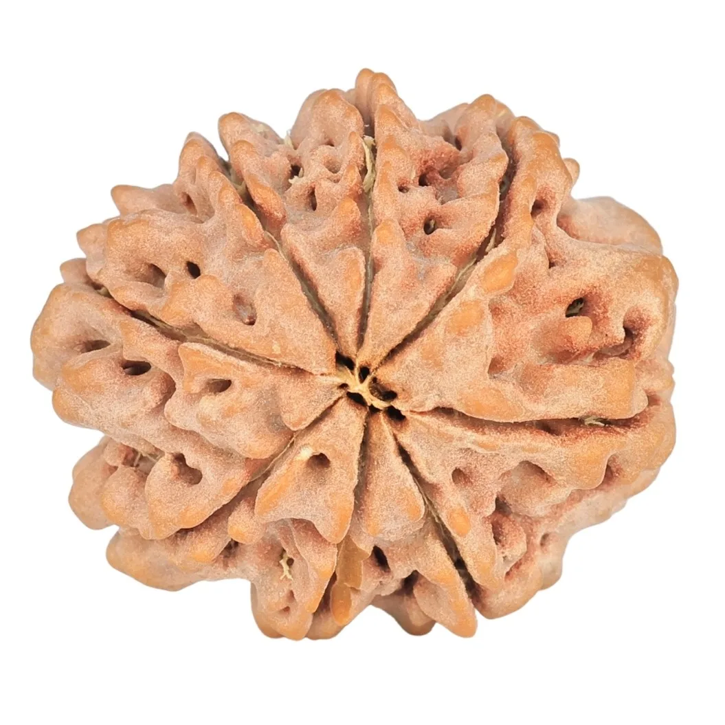 8 Mukhi Rudraksha 24.1mm 3.89gm - Rudraksha back