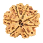 7 Mukhi Rudraksha 28.9mm 5.07gm - Rudraksha back
