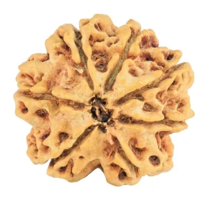 7 Mukhi Rudraksha 28.9mm 5.07gm - Rudraksha back