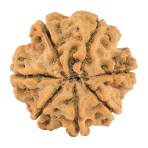 7 Mukhi Rudraksha 25.4mm 4.67gm - Rudraksha back
