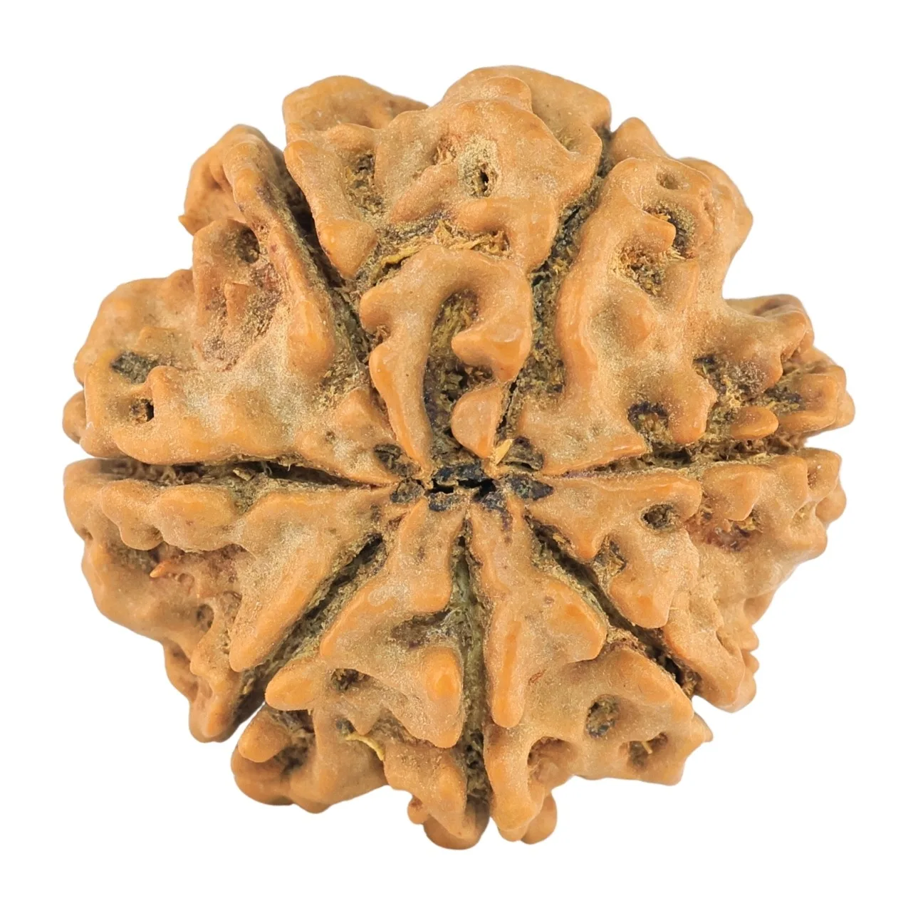 7 Mukhi Rudraksha 25.4mm 4.67gm - Rudraksha back