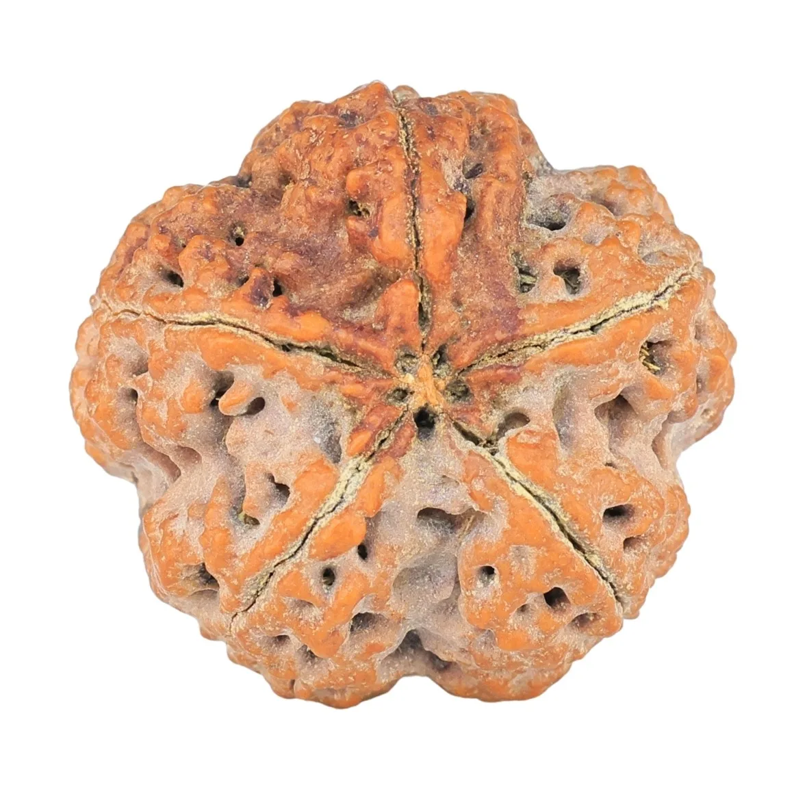 5 Mukhi Rudraksha 27.2mm 7.93gm - Rudraksha back