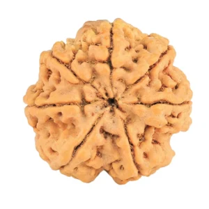 7 Mukhi Rudraksha 28.3mm 7gm - Origin: Nepal - Rudraksha back