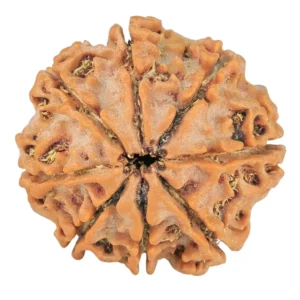 8 Mukhi Rudraksha 21.3mm 3.31gm - Rudraksha back