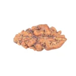 1 Mukhi Rudraksha 12.5mm 0.19gm - Rudraksha back
