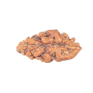 1 Mukhi Rudraksha 12.5mm 0.19gm - Rudraksha back