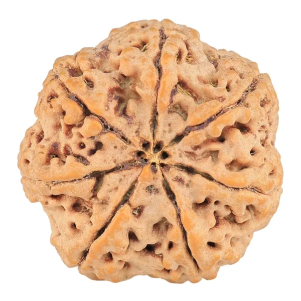 7 Mukhi Rudraksha 27.5mm 6.5gm - Rudraksha back