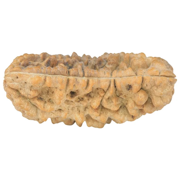1 Mukhi Rudraksha 35mm 4.84gm - Rudraksha back