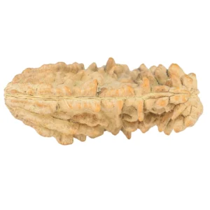 1 Mukhi Rudraksha 36.6mm 4.82gm - Rudraksha back