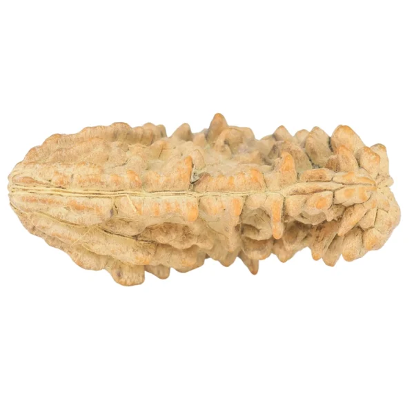 1 Mukhi Rudraksha 36.6mm 4.82gm - Rudraksha back