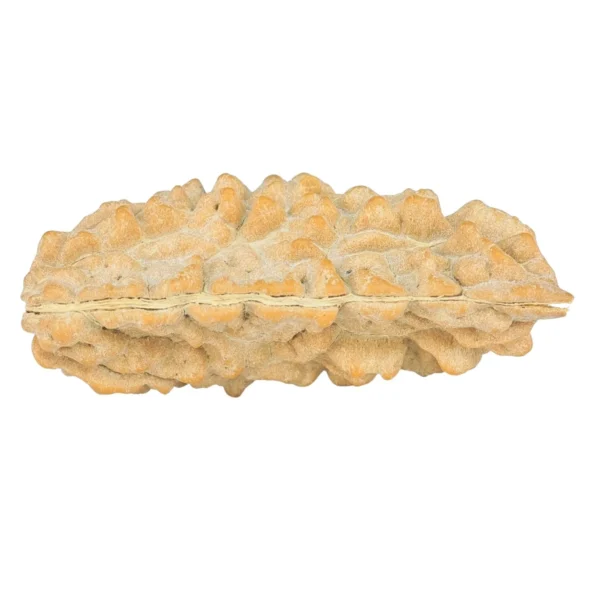 1 Mukhi Rudraksha 36.9mm 3.7gm - Rudraksha back