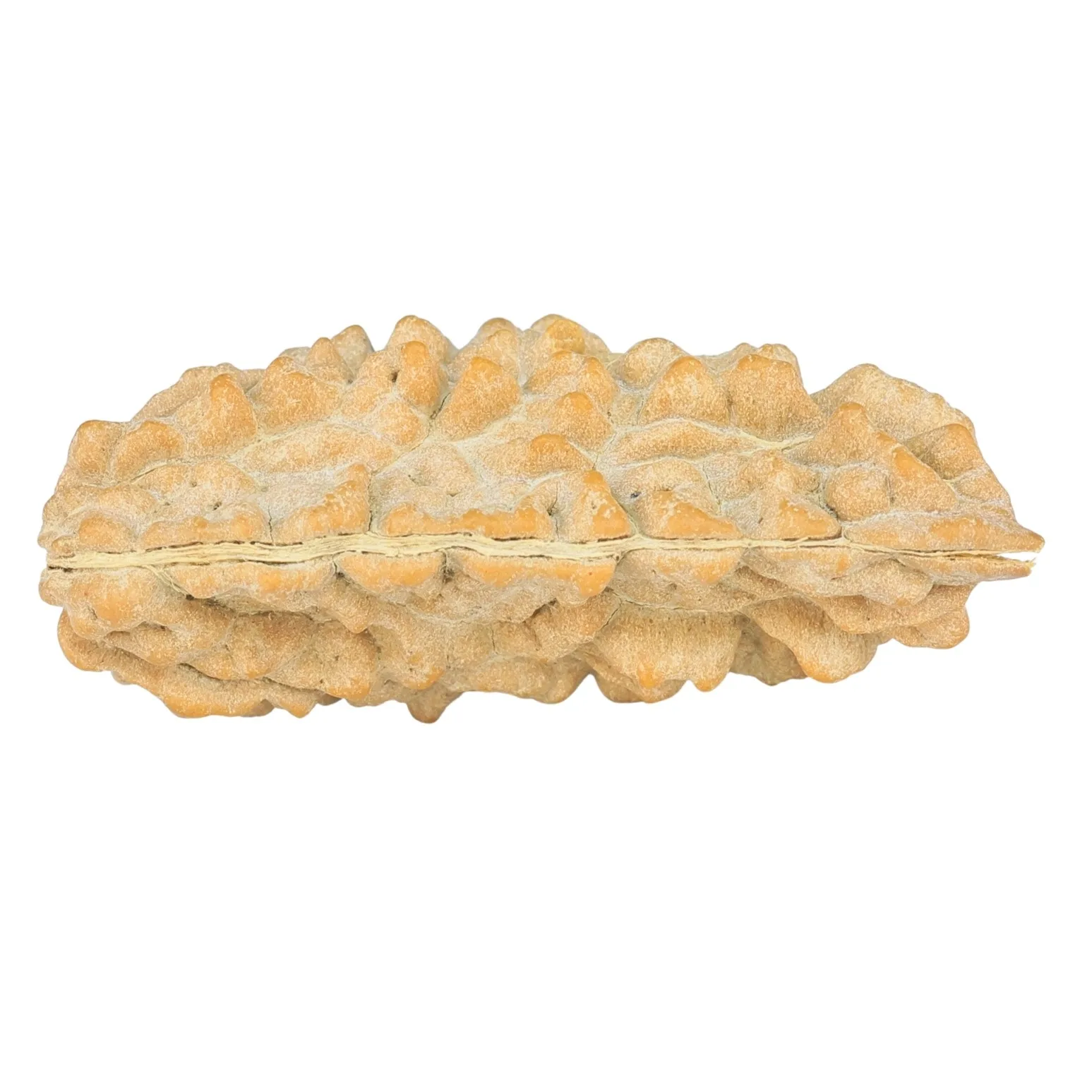 1 Mukhi Rudraksha 36.9mm 3.7gm - Rudraksha back
