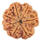 7 Mukhi Rudraksha 27.7mm 6.89gm - Rudraksha back