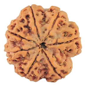 7 Mukhi Rudraksha 27.7mm 6.89gm - Rudraksha back
