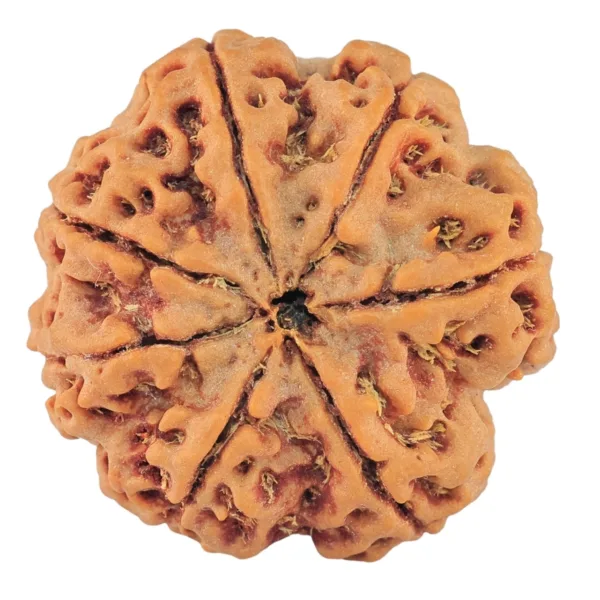 7 Mukhi Rudraksha 27.7mm 6.89gm - Rudraksha back