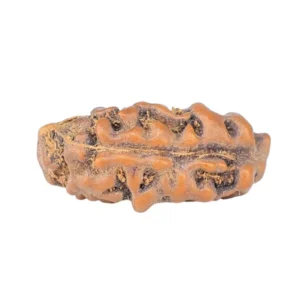 1 Mukhi Rudraksha 14.2mm 0.32gm - Rudraksha back