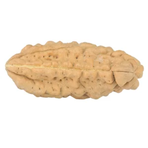 1 Mukhi Rudraksha 37.3mm 5.59gm - Rudraksha back