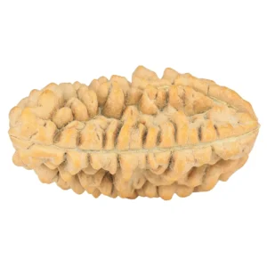 1 Mukhi Rudraksha 35.5mm 6.47gm - Rudraksha back