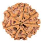 7 Mukhi Rudraksha 20.4mm 3.15gm - Rudraksha back