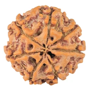 7 Mukhi Rudraksha 20.4mm 3.15gm - Rudraksha back