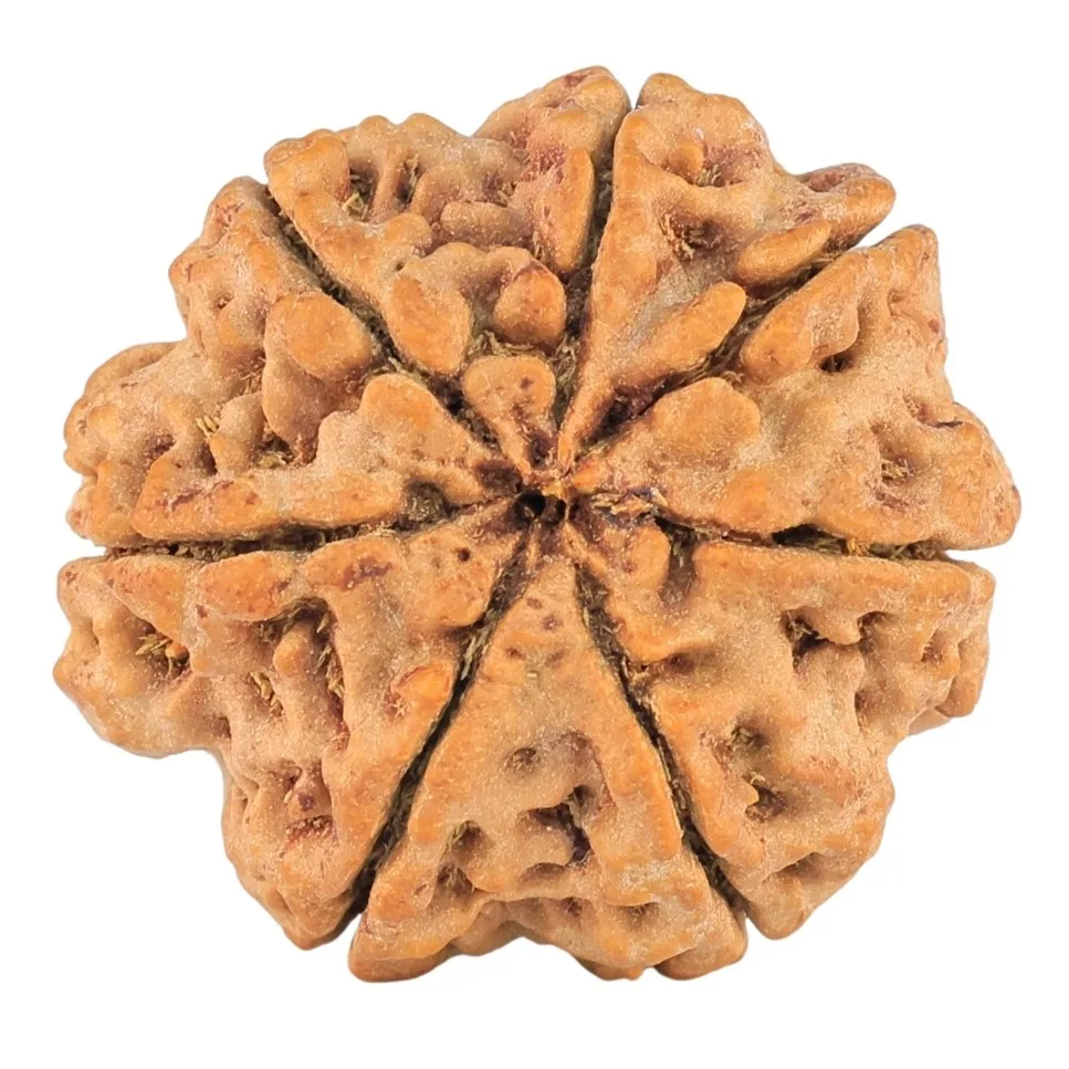 7 Mukhi Rudraksha 28.2mm 6gm - Rudraksha back