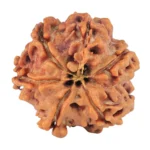 6 Mukhi Rudraksha 18.6mm 2.61gm - Rudraksha back