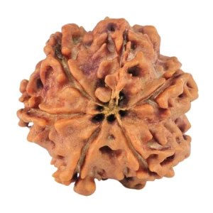 6 Mukhi Rudraksha 18.6mm 2.61gm - Rudraksha back