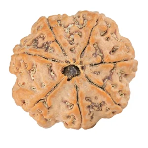 7 Mukhi Rudraksha 27.8mm 7.27gm - Rudraksha back