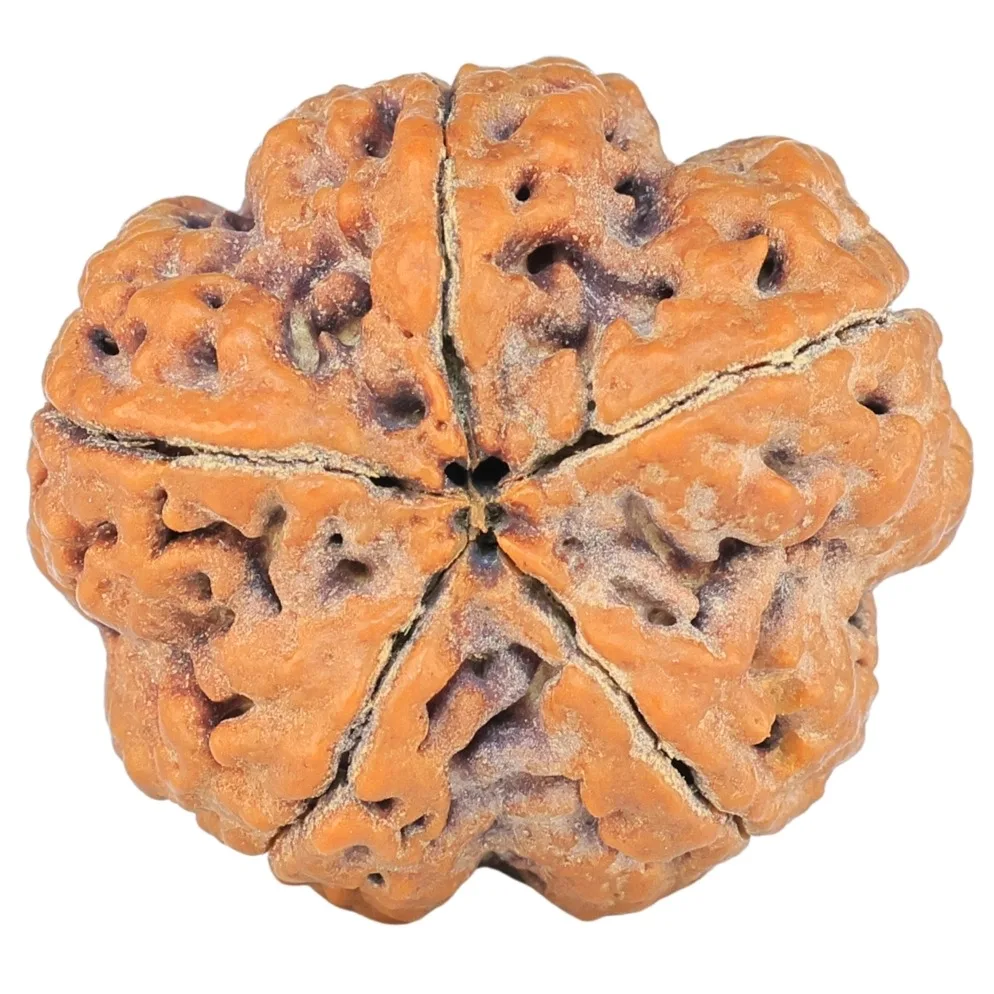 5 Mukhi Rudraksha 27.1mm 7.91gm - Rudraksha back