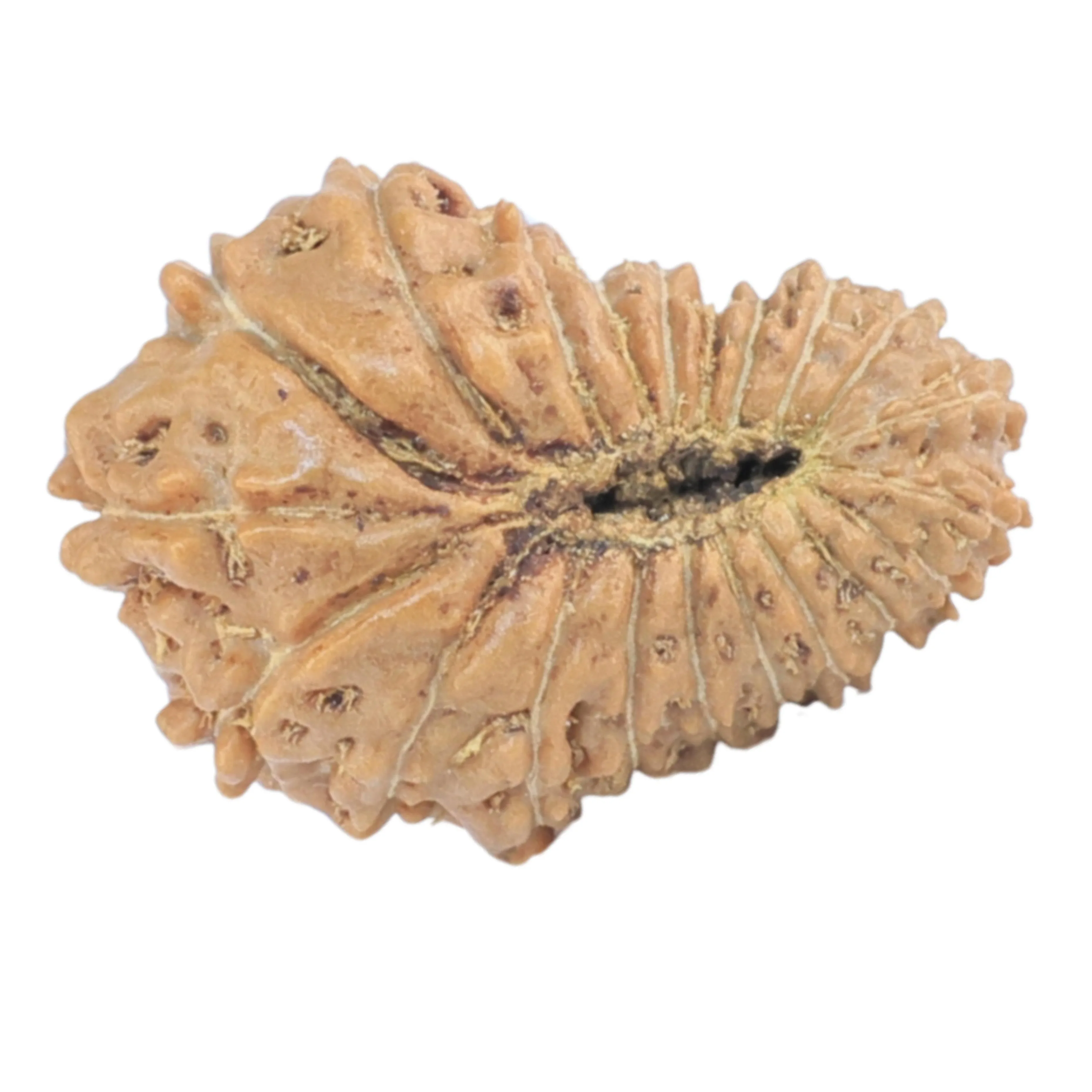 rudraksha_back_image-QEL02.jpg 21 Mukhi Rudraksha 18.7mm 1.22gm - Rudraksha back