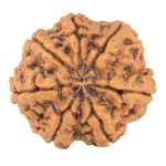 7 Mukhi Rudraksha 27.4mm 5.98gm - Rudraksha back