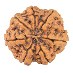 7 Mukhi Rudraksha 27.4mm 5.98gm - Rudraksha back