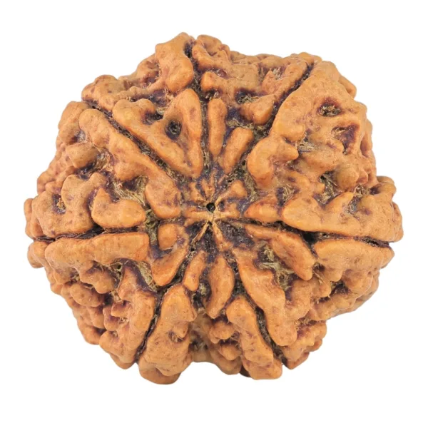 7 Mukhi Rudraksha 27.4mm 5.98gm - Rudraksha back