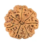 7 Mukhi Rudraksha 28.3mm 7gm - Rudraksha back