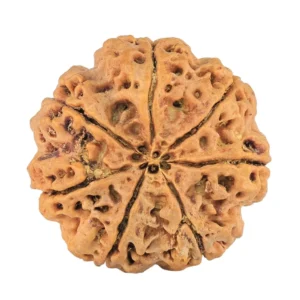 7 Mukhi Rudraksha 28.3mm 7gm - Rudraksha back