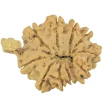 10 Mukhi Ganesh 30.2mm 4.1gm - Rudraksha back