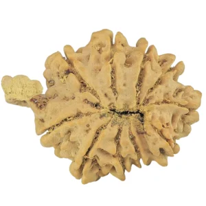 10 Mukhi Ganesh 30.2mm 4.1gm - Rudraksha back