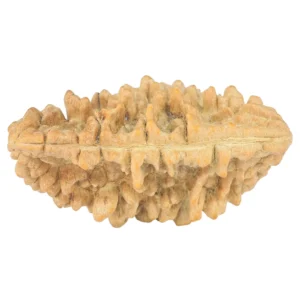 1 Mukhi Rudraksha 38.6mm 5.93gm - Rudraksha back