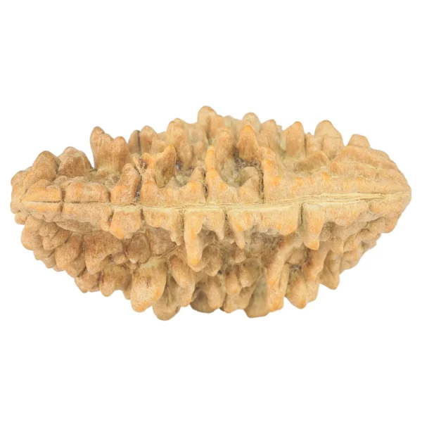 1 Mukhi Rudraksha 38.6mm 5.93gm - Rudraksha back