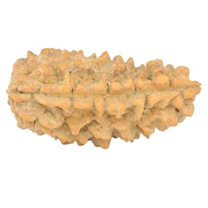 1 Mukhi Rudraksha 34mm 4.74gm - Rudraksha back