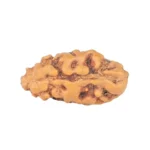 1 Mukhi Rudraksha 12.1mm 0.21gm - Rudraksha back