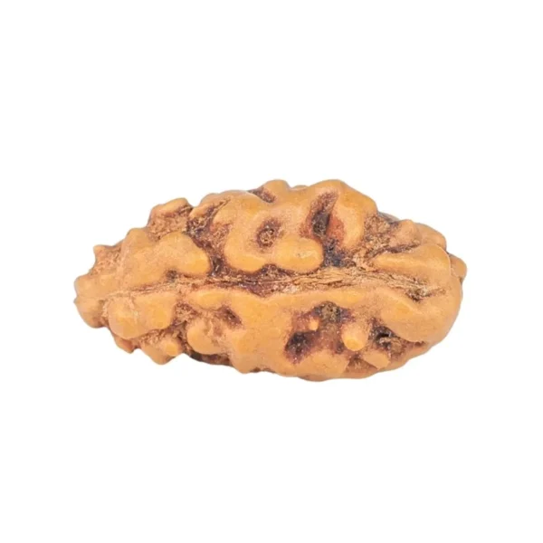 1 Mukhi Rudraksha 12.1mm 0.21gm - Rudraksha back