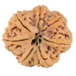 7 Mukhi Rudraksha 27.7mm 6.56gm - Rudraksha back