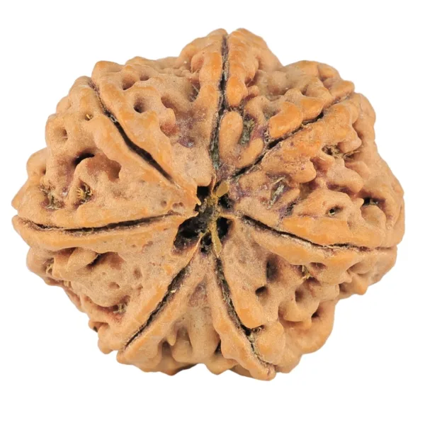 7 Mukhi Rudraksha 27.7mm 6.56gm - Rudraksha back