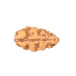 1 Mukhi Rudraksha 12.3mm 0.24gm - Rudraksha back